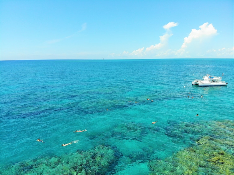 Key West Dolphin Watch & Snorkel Combo