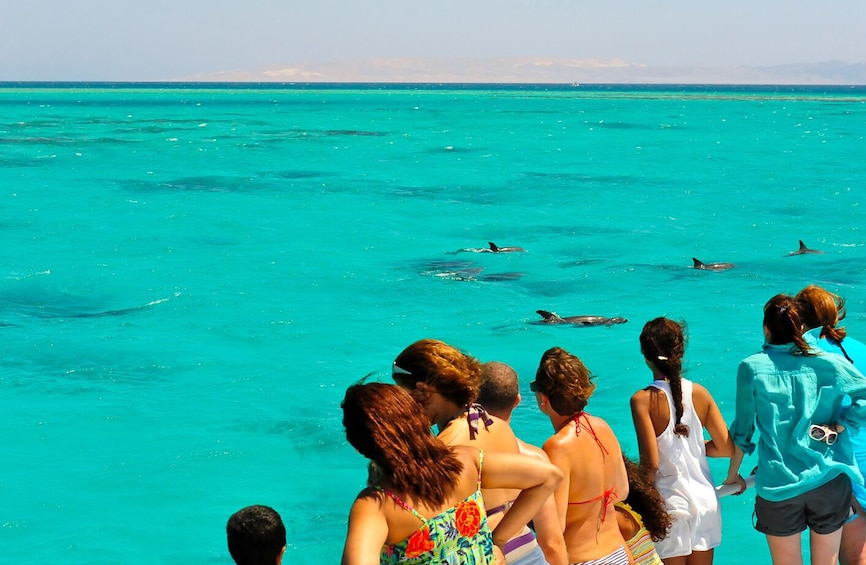 Key West Dolphin Watch & Snorkel Combo