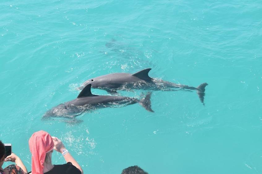Close-up of dolphins seen on the dolphin watch tour in Key West 