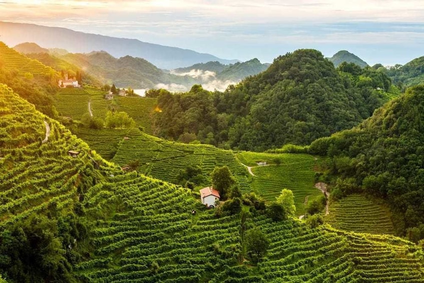 Vineyard in Italy