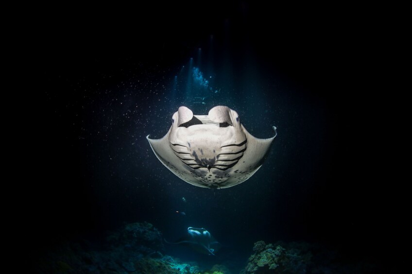 Night Manta Snorkel