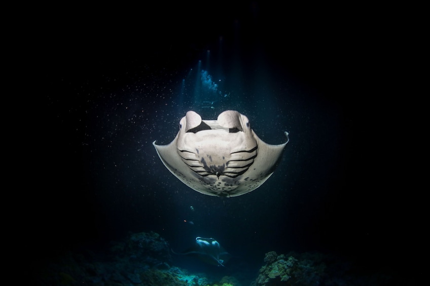Night Manta Snorkel