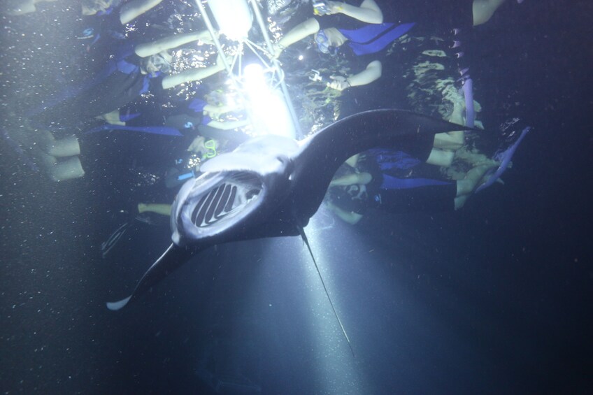 Night Manta Snorkel