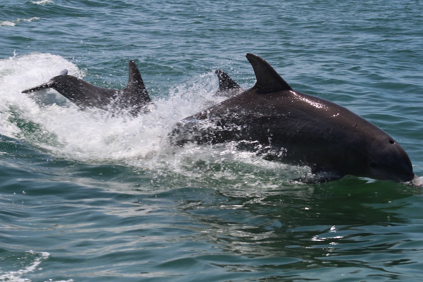 Dolphins in waters of Key West