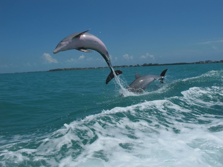 Dolphin jumps out of water in Key West, Florida