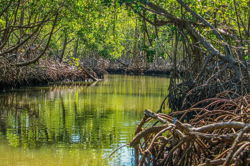 Ultimate Los Haitises Eco Tourism Adventure with Yanigua SPA