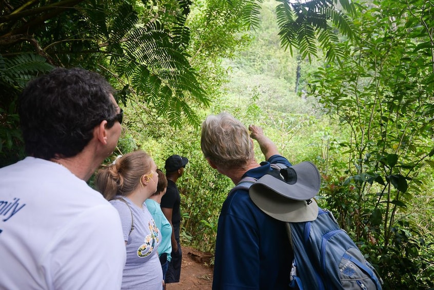 Hawaiian Waterfall Hike 