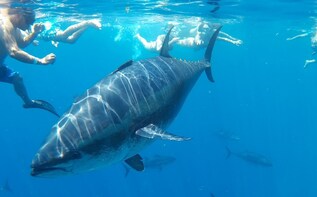 Tuna Tour: Swim among hundreds of wild bluefin tuna