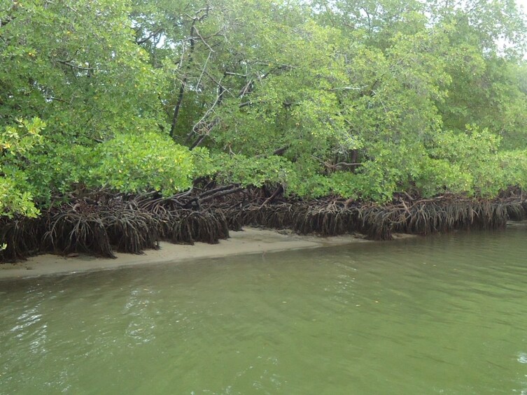 Trees on Carneiros Beach in Brazil