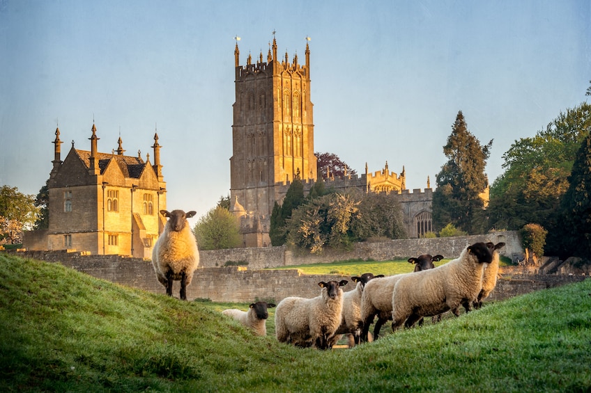 Sheep with castle in the background in England