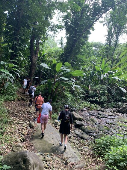 Trio Tour: Rainforest River - Beach - Bio Bay Kayaking