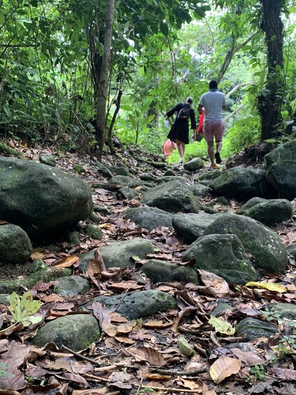 Trio Tour: Rainforest River - Beach - Bio Bay Kayaking