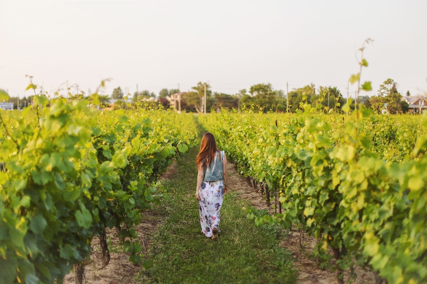 Woman walks through vineyard in Ontario, Canada