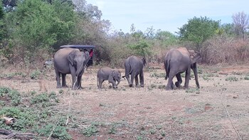 Udawalawe National Park Safari Day Tour From Kandy