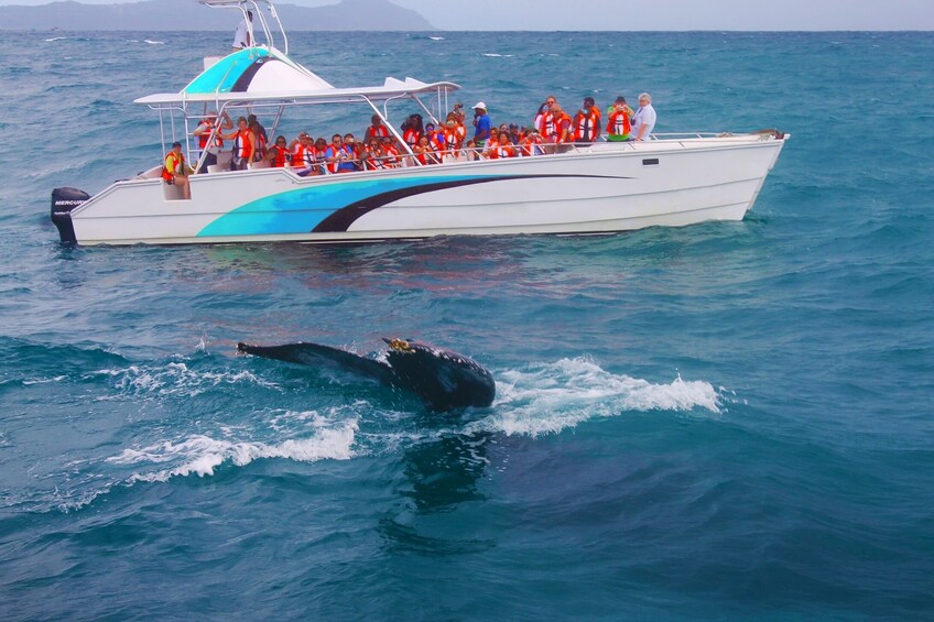 Whale Watching & Bacardi Beach Island with Swimstop