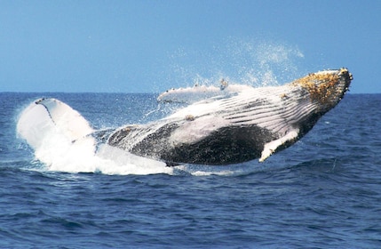 Observation des baleines et île de Bacardi Beach avec arrêt de natation