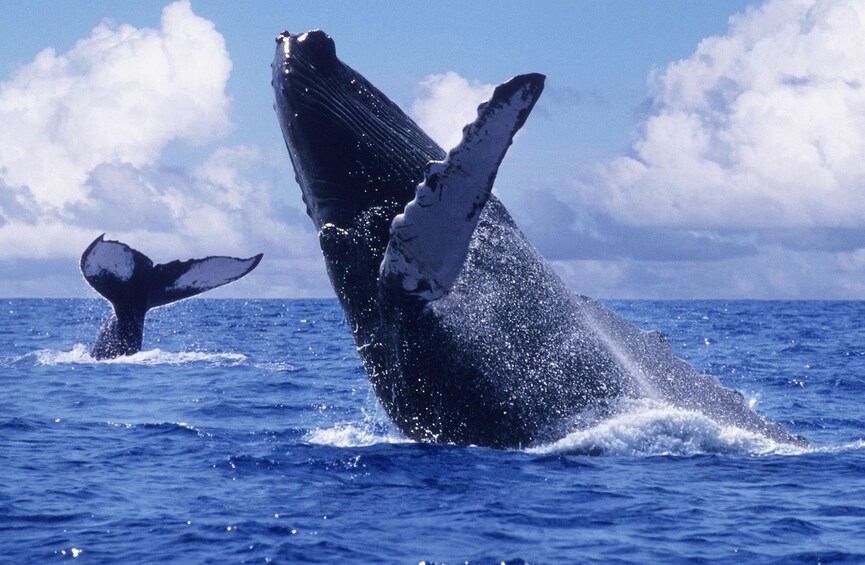 Whales jumping out of the water