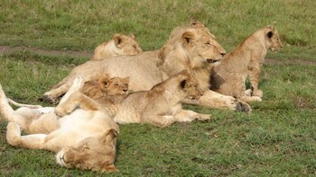 4 DAYS MASAI MARA AND LAKE NAKURU