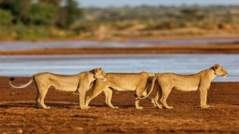 8 DAYS SAMBURU,L.NAKURU,MASAI MARA,L.NAIVASHA & AMBOSELI