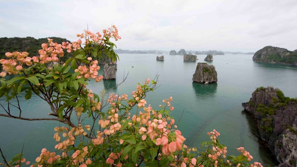 4-hour Afternoon Private Cruise on Halong Bay