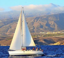 Discover whales and dolphins in their natural environment