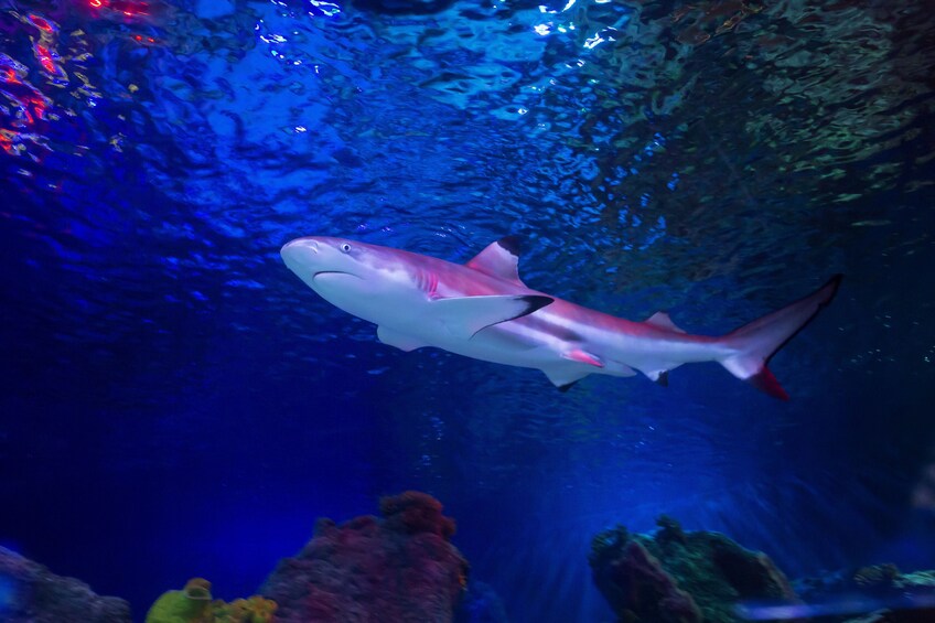 Tiger shark at SEA LIFE Loch Lomond aquarium