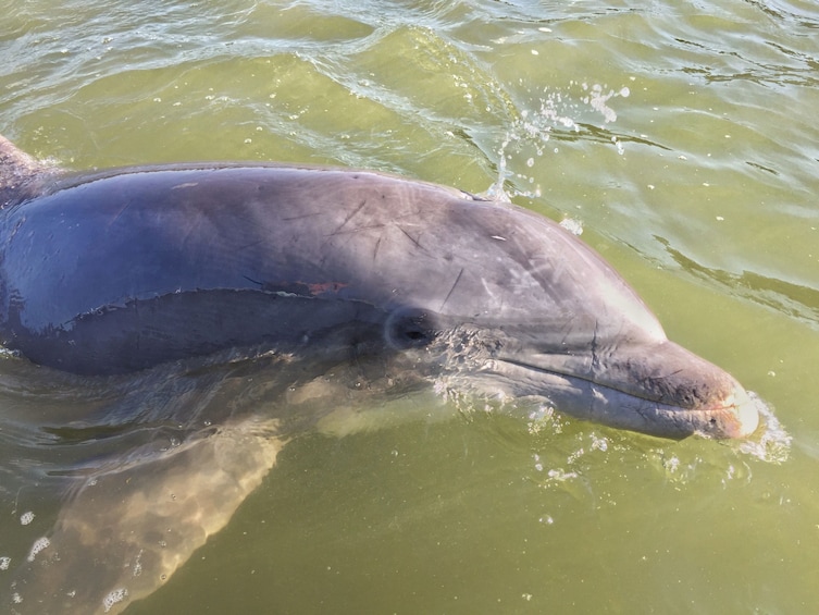 Show item 1 of 1. Hilton Head Island Dolphin Tour
