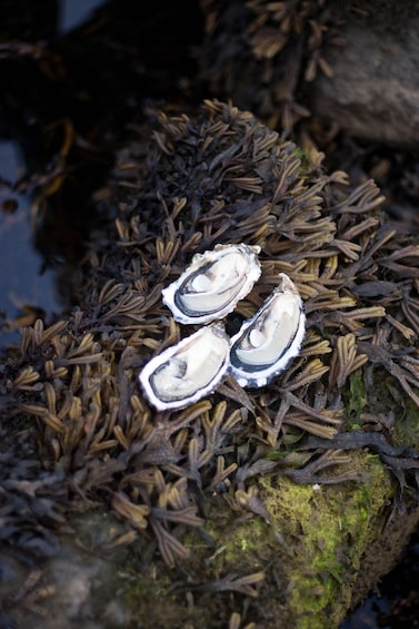 Show item 2 of 7. Three oysters on a kelp covered rock