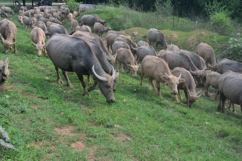Herd of cattle in Hanoi