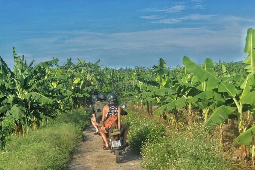 Flower plantation near Hanoi, Vietnam