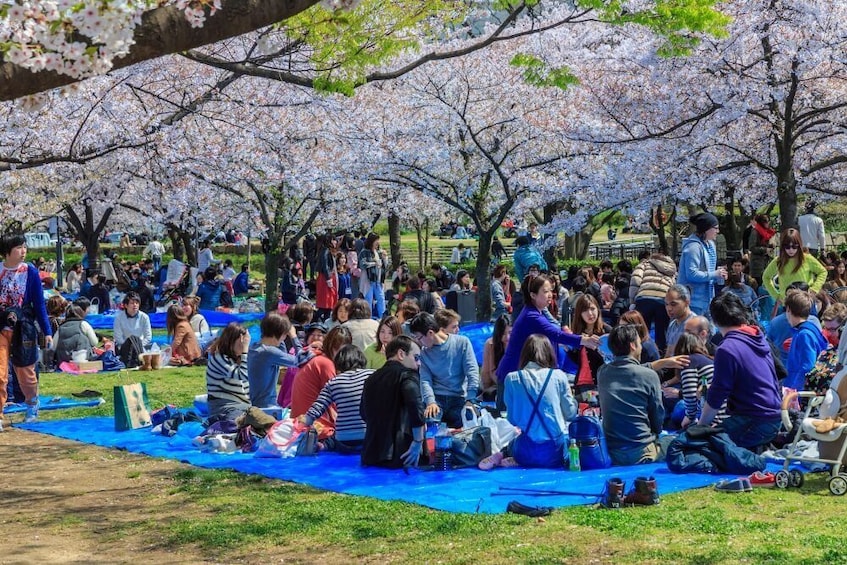People enjoy picnics under cherry blossoms in Osaka, Japan