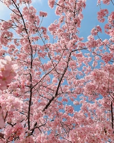 Tour gastronómico diurno de primavera en Osaka 2025 (cerezos en flor)