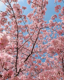 2024 Tour gastronomico della primavera di Osaka (fiori di ciliegio)