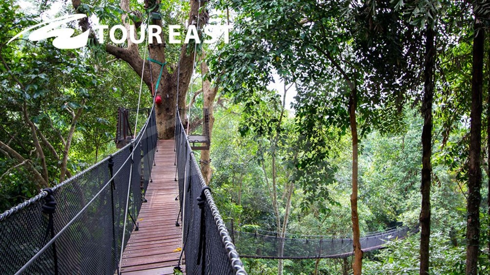 Doi Tung Tree Top Walk