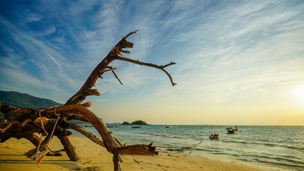 Tree on the beach in Thailand