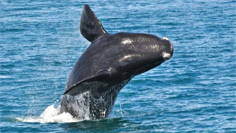Show item 2 of 5. Cape Agulhas & Winelands full day tours