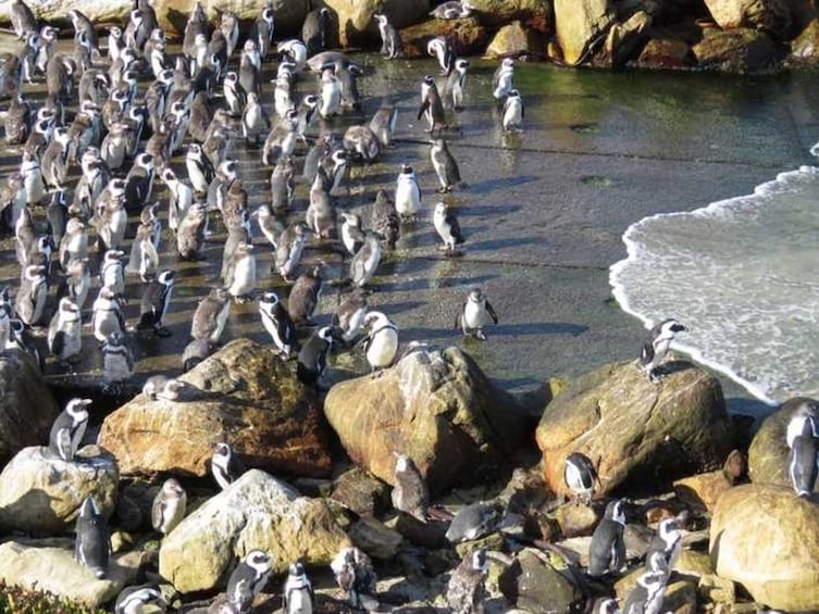 Show item 5 of 5. Cape Agulhas & Winelands full day tours