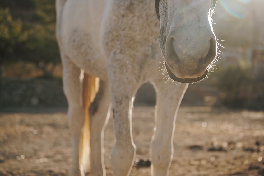 Horse Riding – Morning Ride in Paros