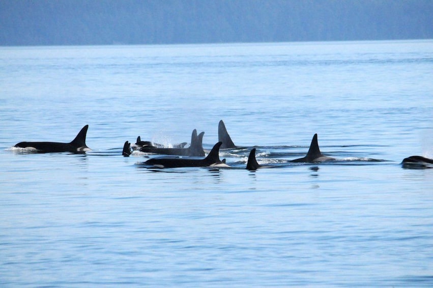 Pod of whales in Telegraph Cove