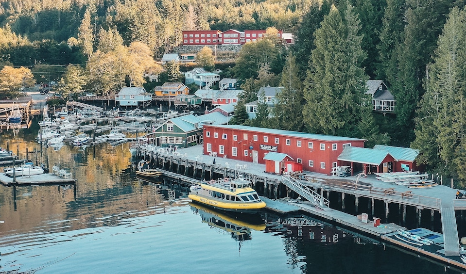 Half-Day Whale Watching From Telegraph Cove
