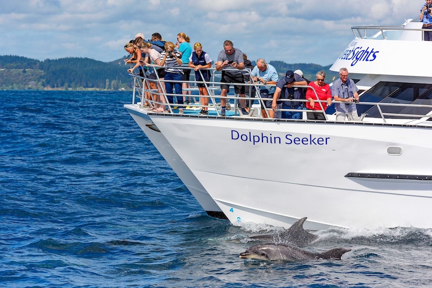Show item 5 of 5. Tourists look over edge of cruise ship at dolphins in New Zealand