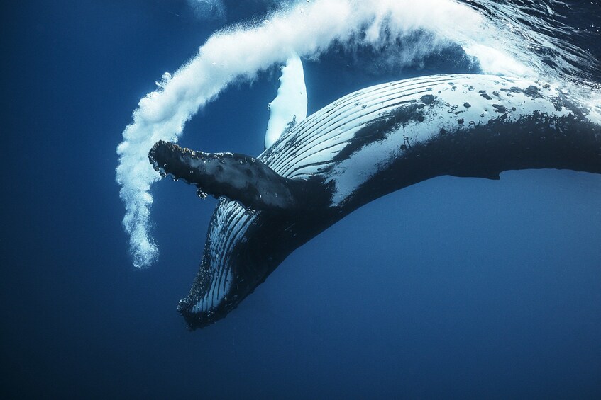 Humpback whale under water