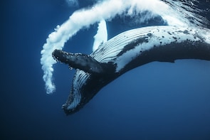 Half Day Caribbean Humpback Whale Watching
