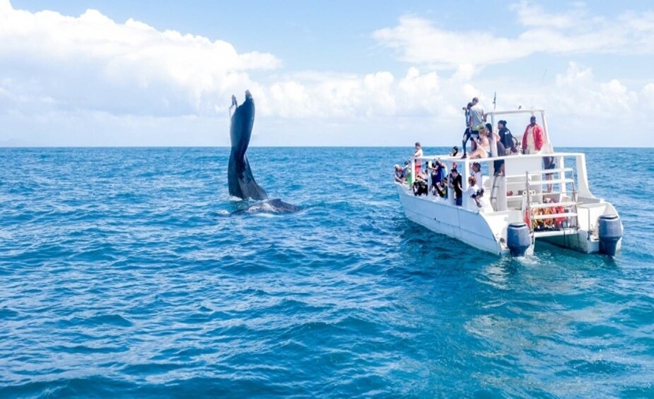 Whale breaches next to small boat in the Dominican Republic