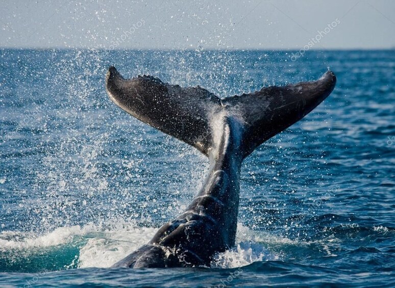 Whale's tale above water in the Dominican Republic