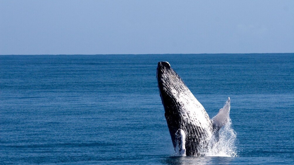 Whale breaches in the Dominican Republic