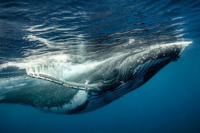 Closeup of humpback whale under water 