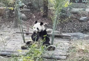 Chongqing Transfer with Half-Day Tour and Hot Pot Dinner