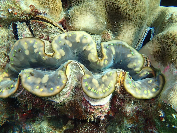 Snorkeling Tour to Rok and Haa Island From Krabi