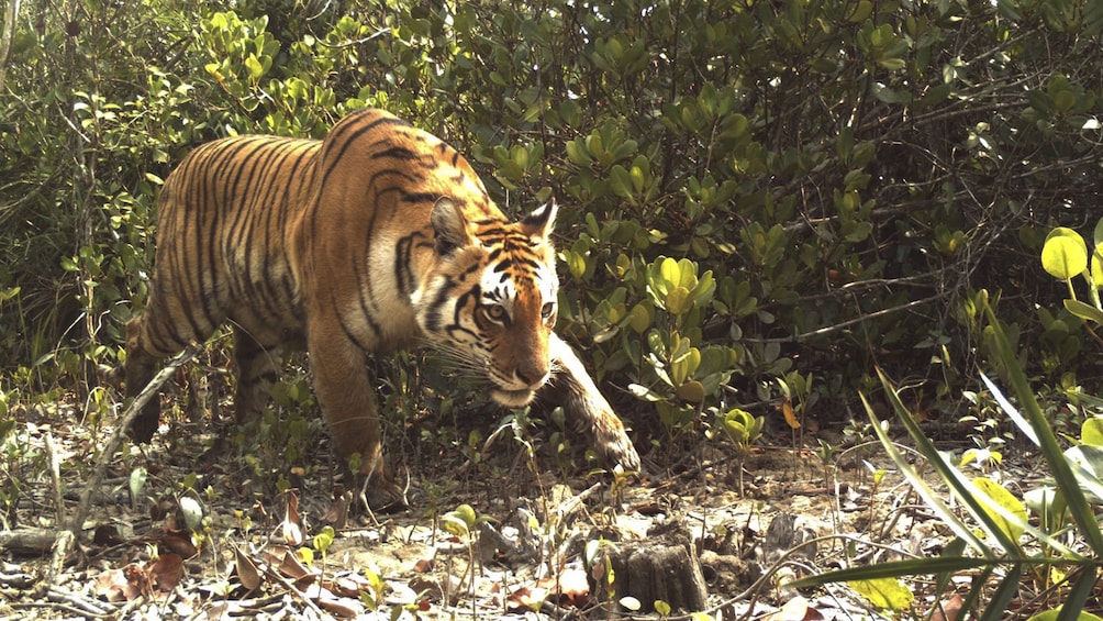 2 Nights in Royal Bengal Tiger's Kingdom Sundarban